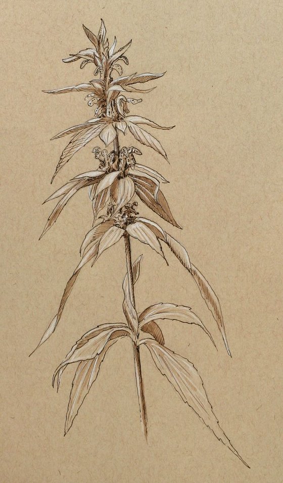 Monarda