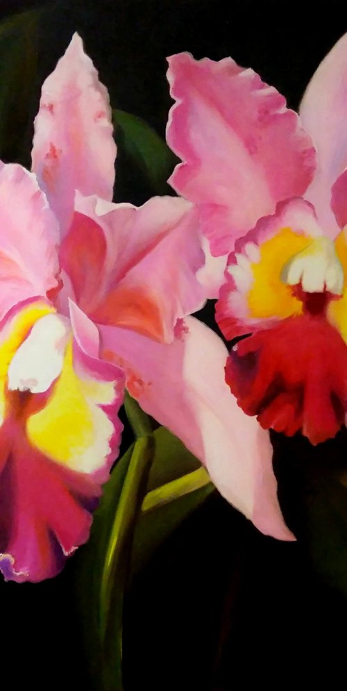 Orchids by Anna Rita Angiolelli