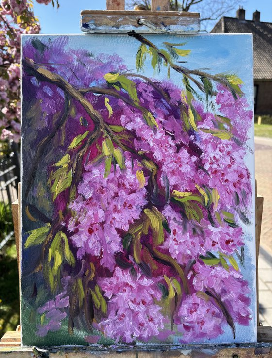Under the Sakura Canopy