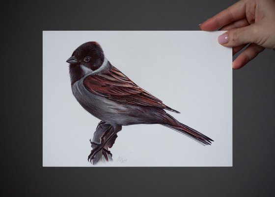 Common Reed Bunting