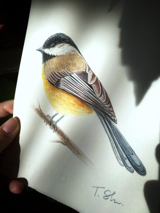 Titmouse and Magpie Set of two