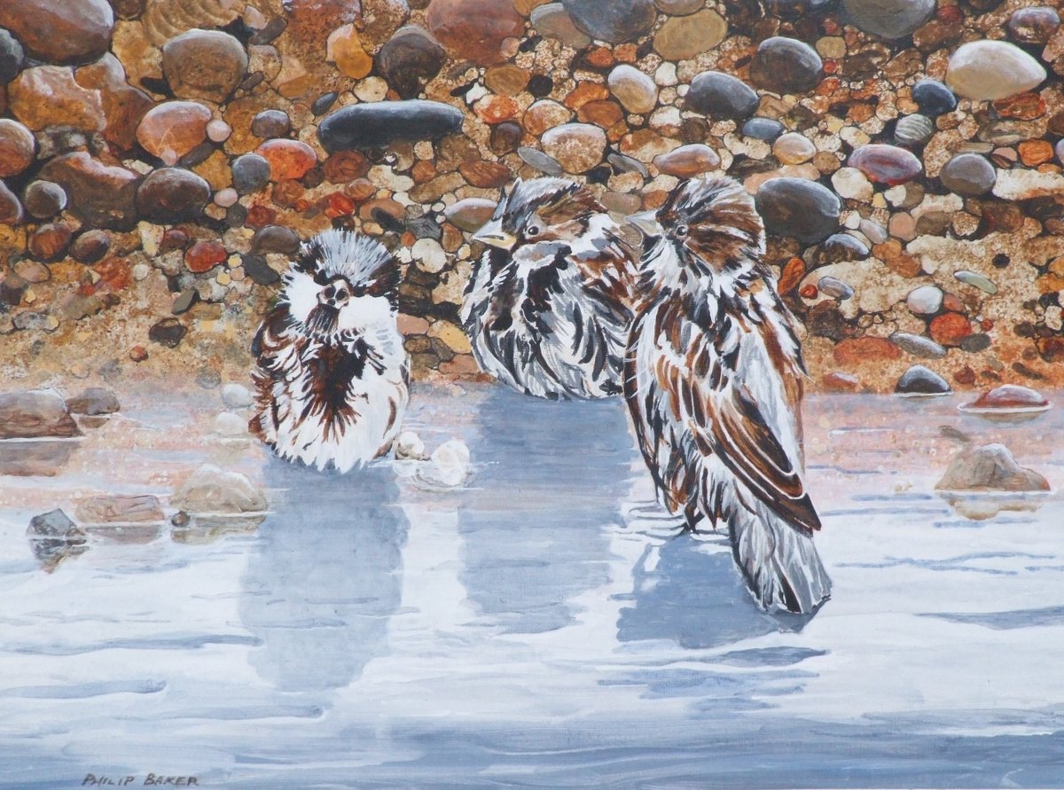 Sparrows bathing by Philip Baker