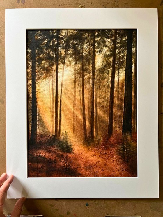 Forest Clearing