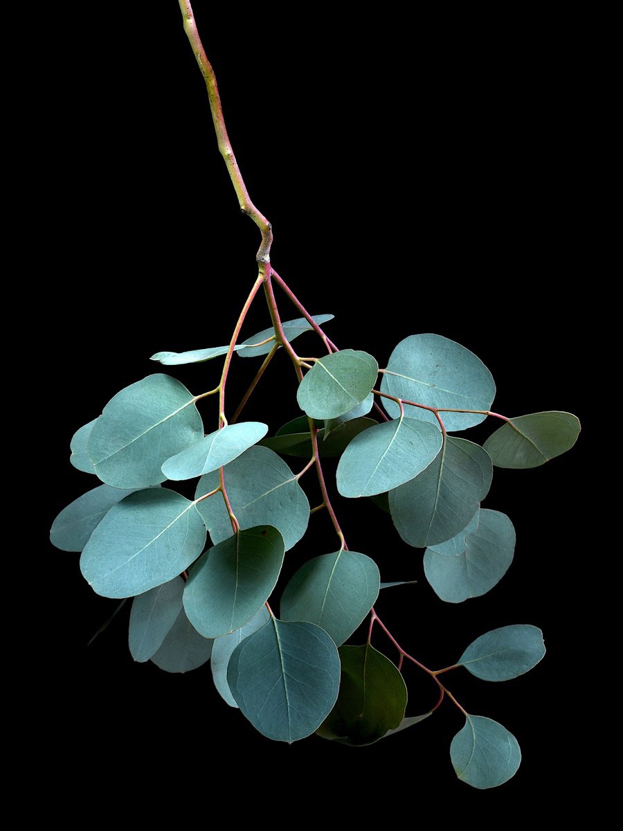 Botanical Photograph By Nadia Culph, 24 X 31", Eucalyptus Cinerea, Original Artwork
