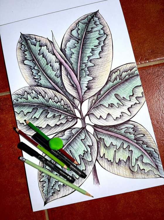 FICUS BELIZE