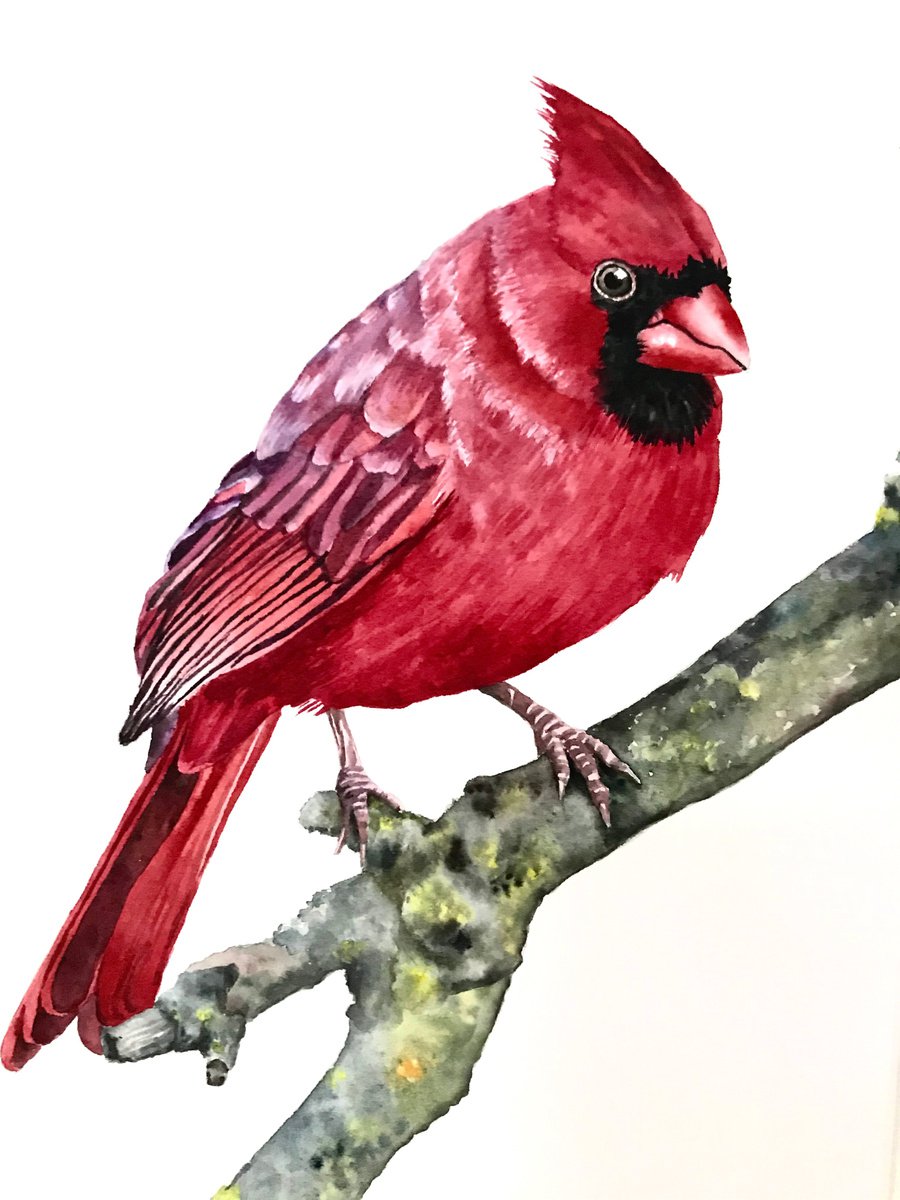 Animal Watercolour By Lisa Lennon, 8 X 12", Red Cardinal, Original Artwork
