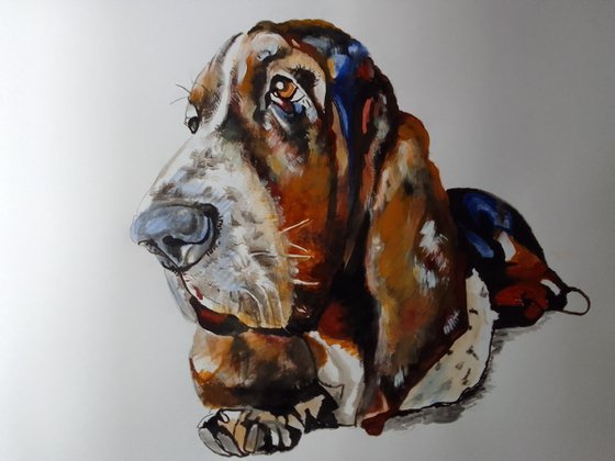 Bassethound