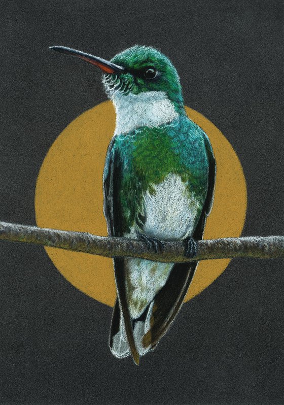 Original pastel drawing bird "White-throated Hummingbird"
