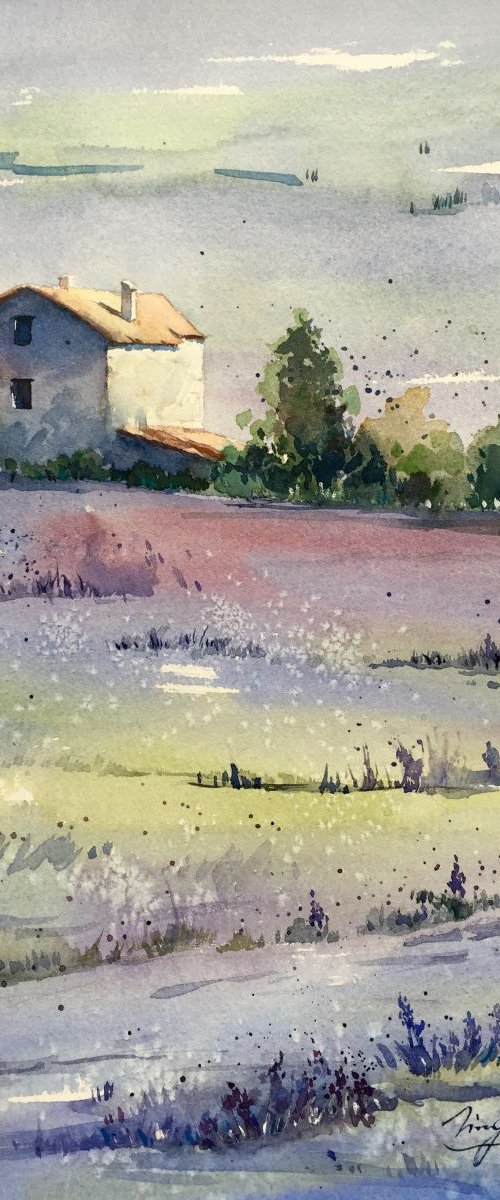 Lavender Morning by Jing Chen