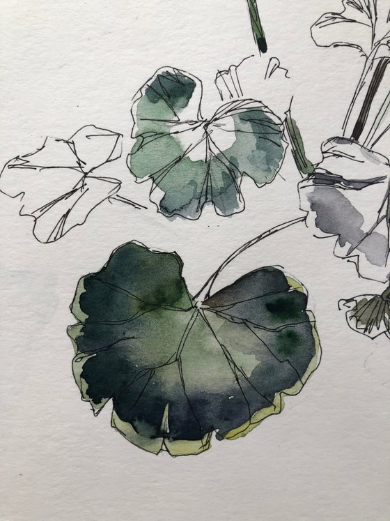 Geranium