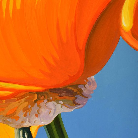 Californian Poppy and Wind #8