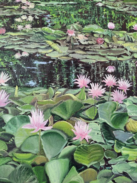 Water lilies 2