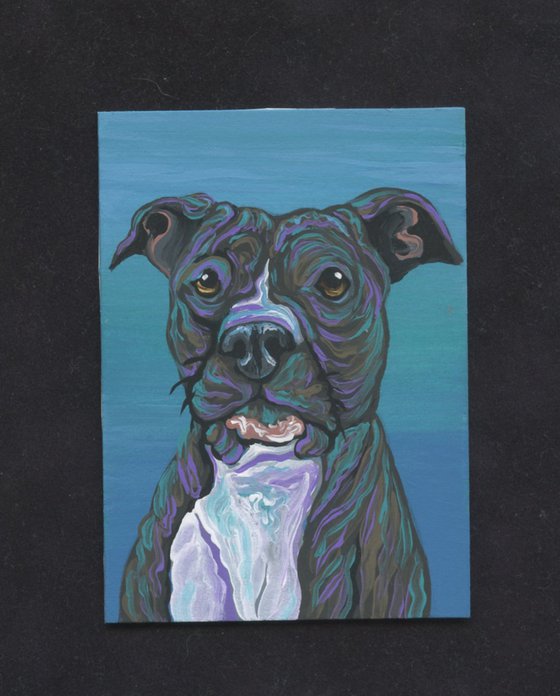 ACEO ATC Original Miniature Painting Pit Bull Pet Dog Art-Carla Smale