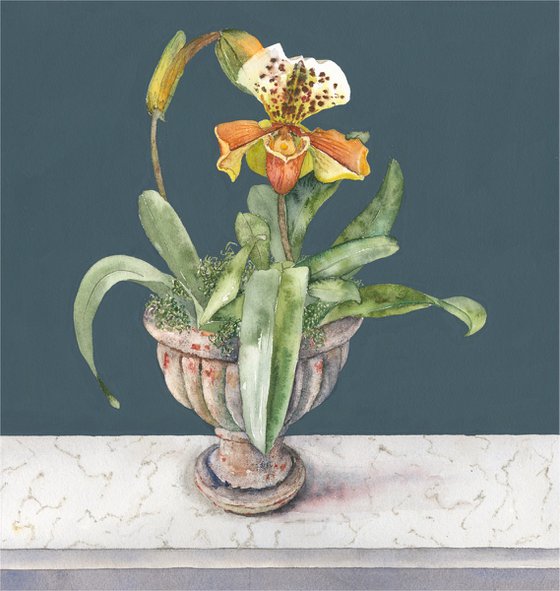 Lady Slipper in Stone Urn