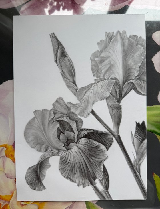 Iris Diptych