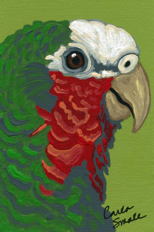 Cuban Amazon Parrot by Carla Smale