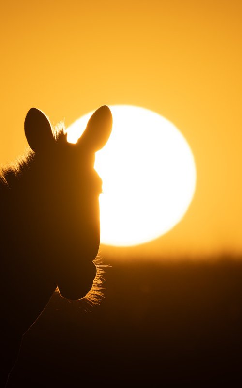 Backlit Beauty by Nick Dale