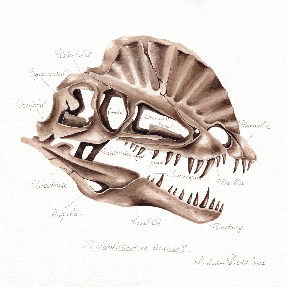 Dilophosaurus skull, anatomy by Katya Shiova