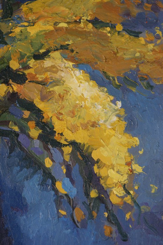 Mimosa flowers