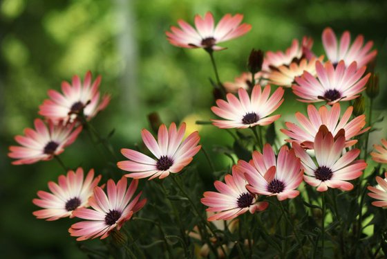 Daisies