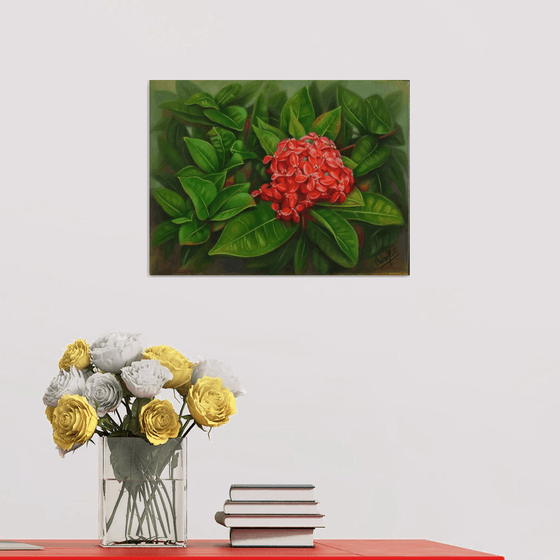 Ixora