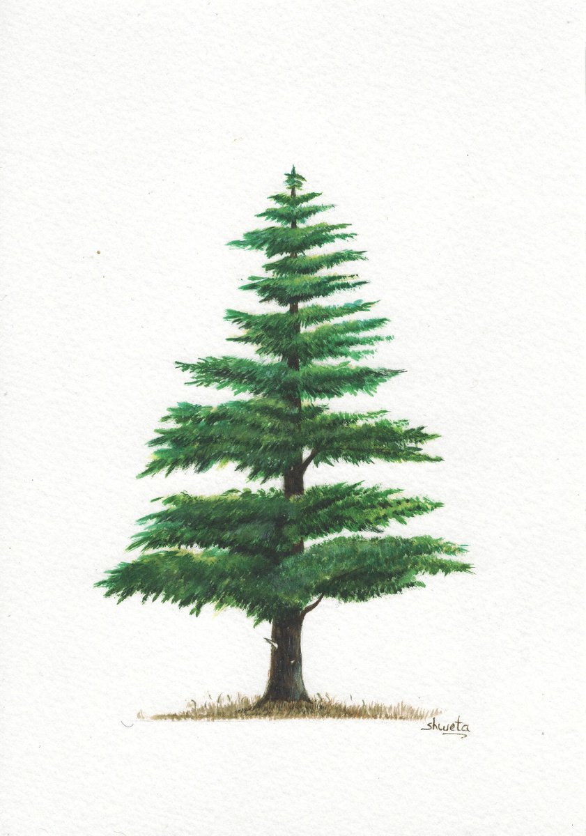 Himalayan Cedar Tree Watercolour Painting by Shweta  Mahajan