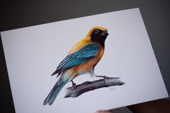 Birds Collection I