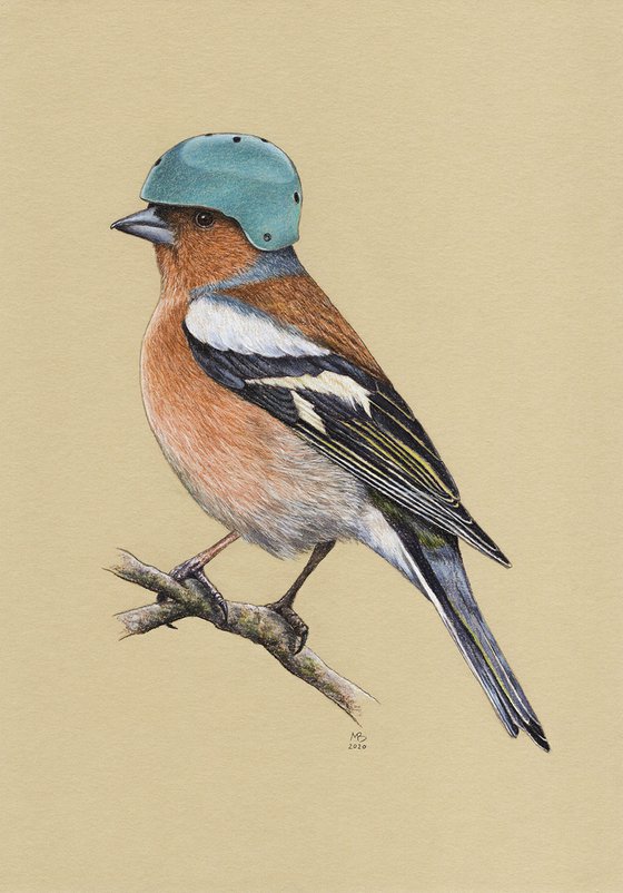 Original pastel drawing bird "Common chaffinch"