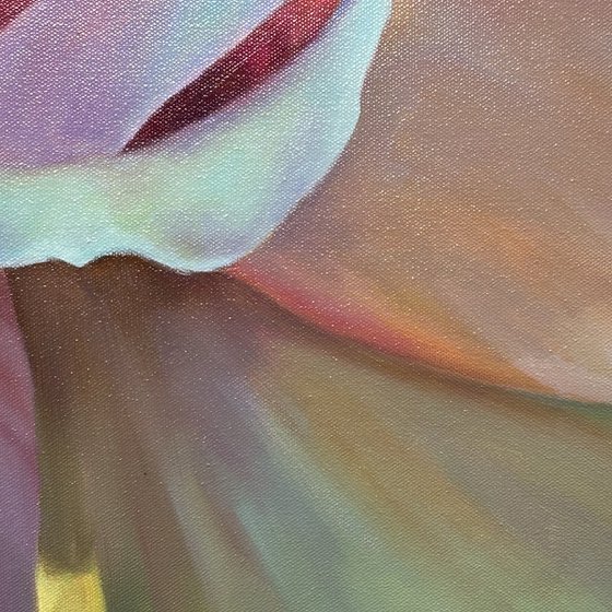 Radiance of the Morning Rose