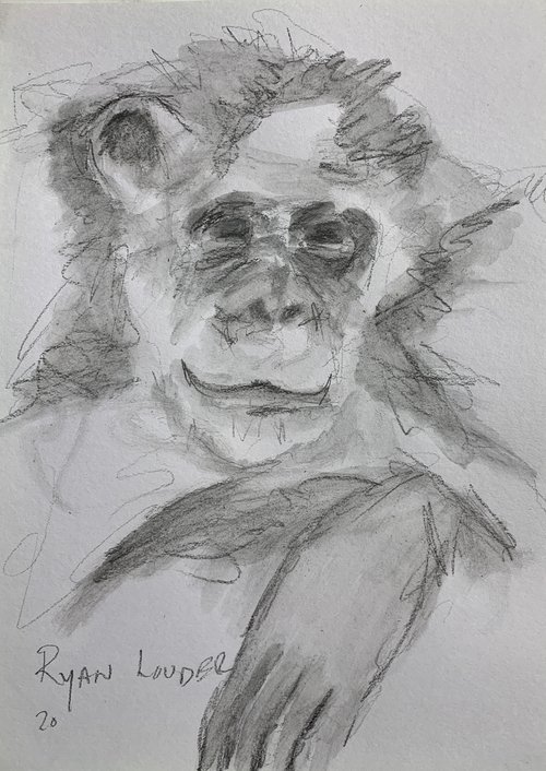 Scruffy Chimpanzee by Ryan  Louder