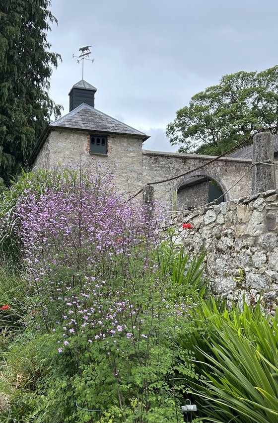 Purple blooms