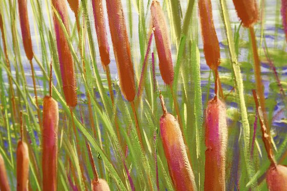 Cattails - From Giverny with love