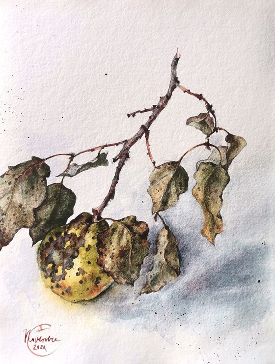 Branche de coing, 2