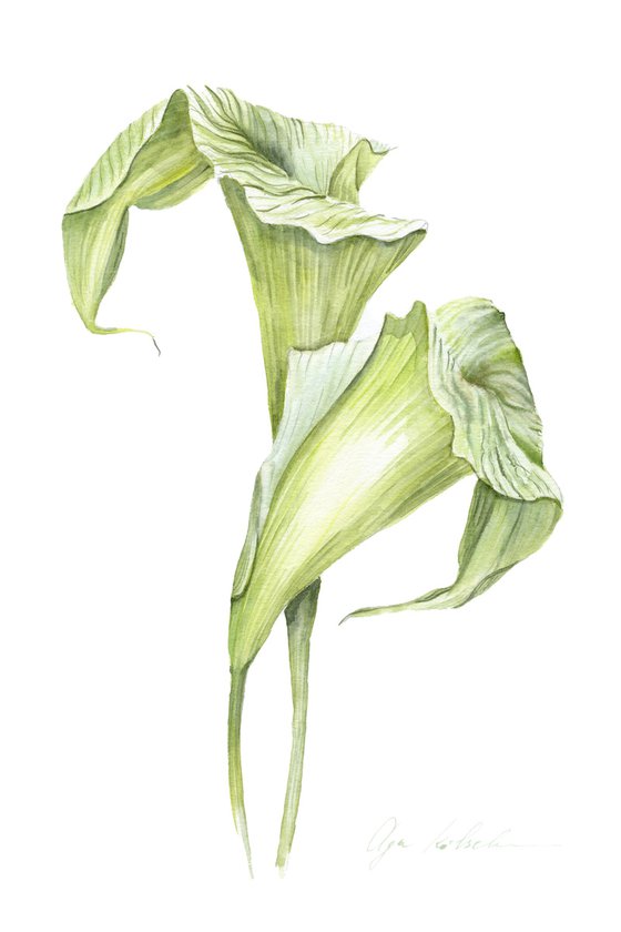 Green callas