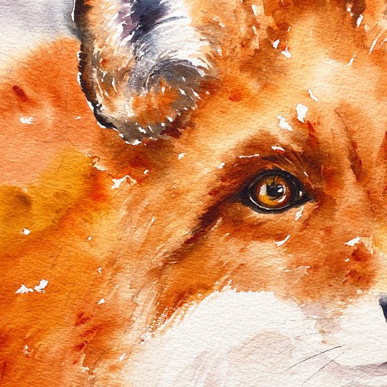 Red Fox Stella