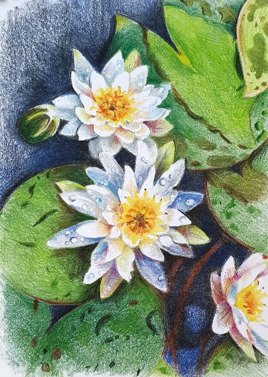 Illustrative Botanical Pencil Drawing By Sonata Art, 8 X 12", Waterlilies In A City Pond, Original Artwork