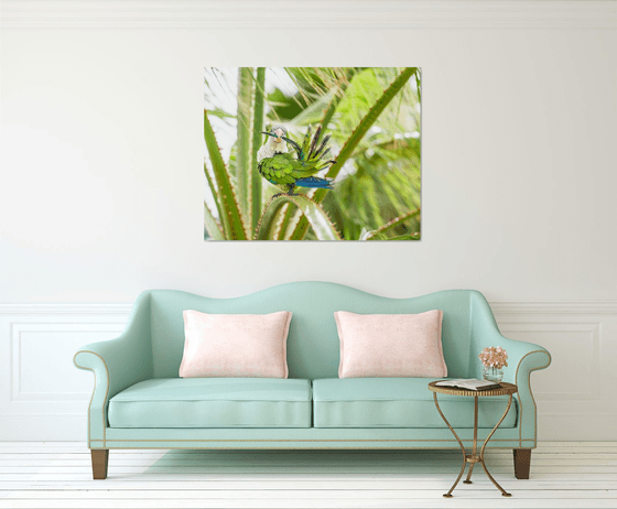 GREEN MONK PARROT