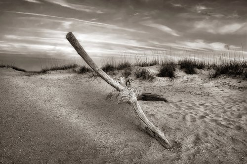 "Driftwood in the Dunes" S by John McManus