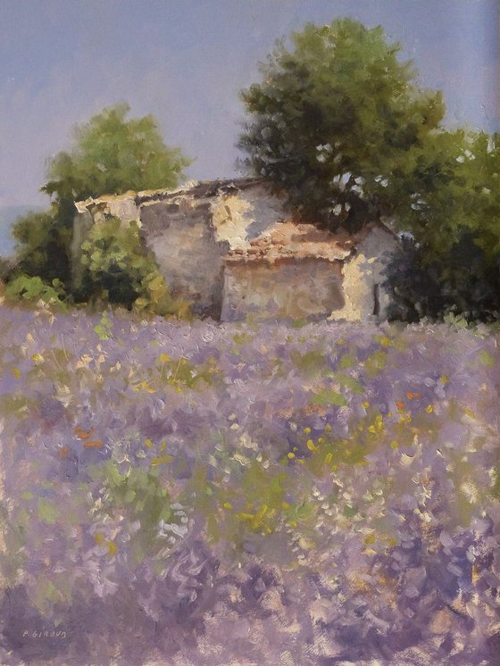 Shed in a Lavender Field