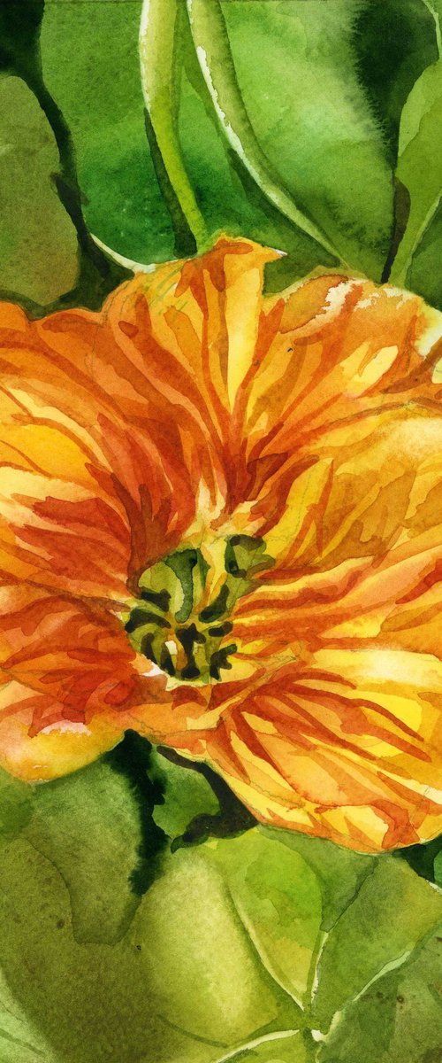 yellow nasturtium watercolor floral by Alfred  Ng