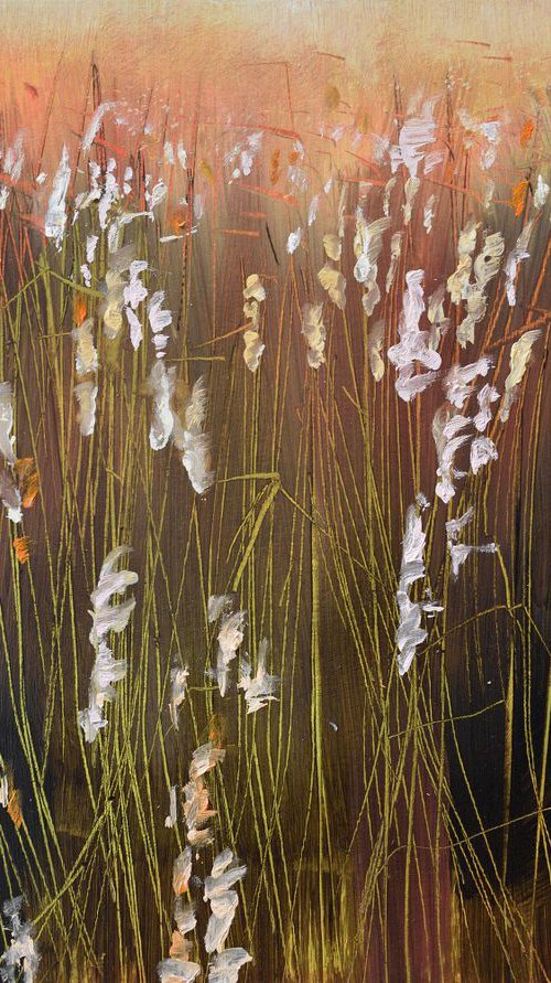 Reed Plumes in the evening sun by Hilde Hoekstra