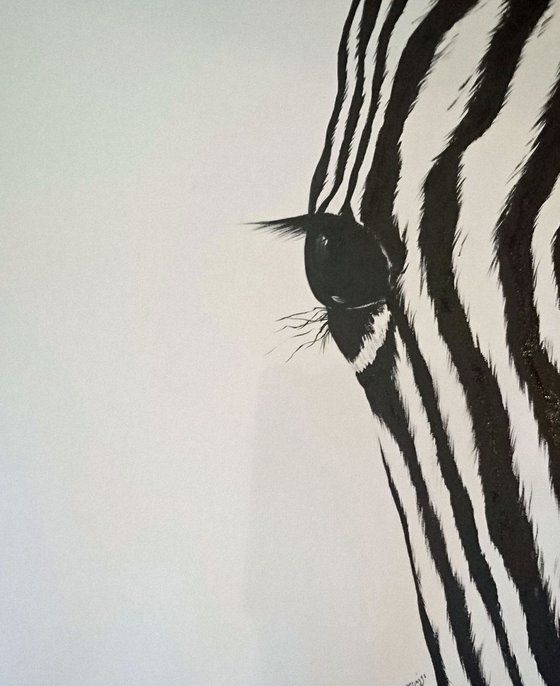 Zebra on deep edge stretched canvas 24 x 20 inches