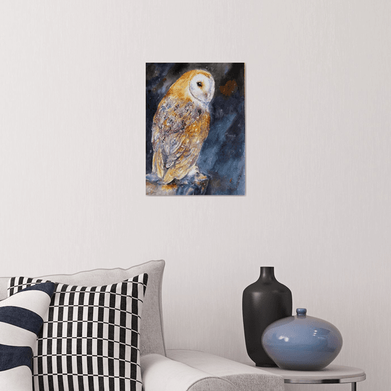 Barn owl Luke