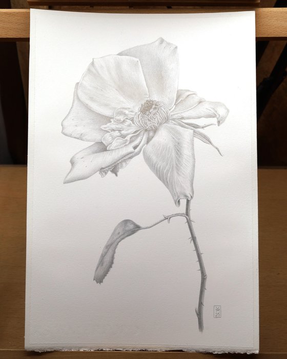 Autumn Rose