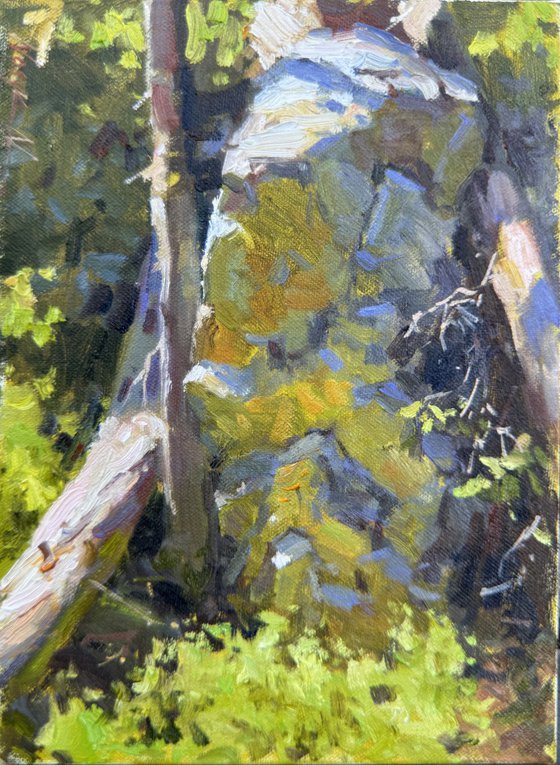 Woods reflections
