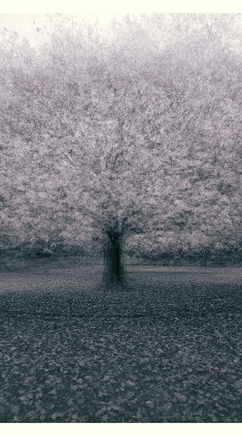 Arboreal by Nick Psomiadis