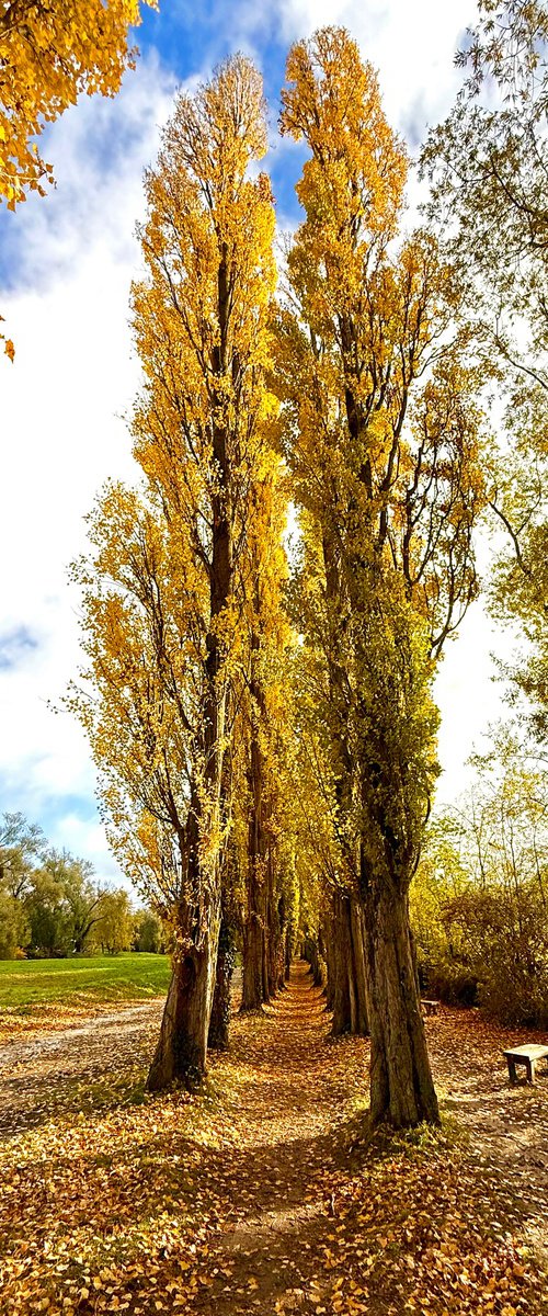 Golden Poplar Avenue by Alex Cassels