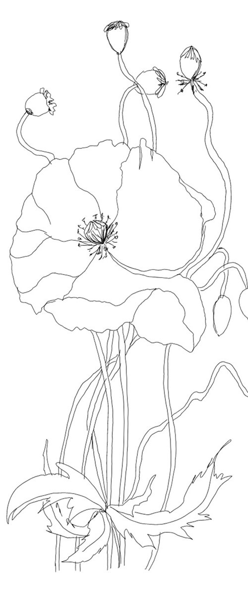 Poppies 2 by Aneta Gajos
