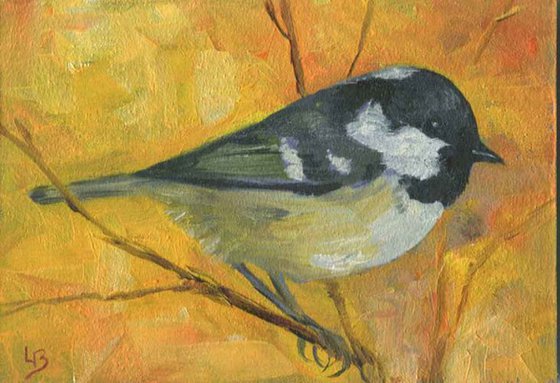 Autumn Coal Tit