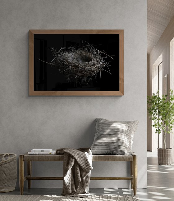 Bird's Nest